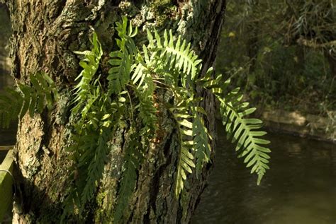 Polypodium vulgare - L.