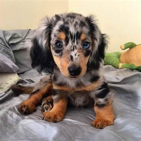 Blue Dapple Dachshund | Dapple dachshund, Blue dapple dachshund ...