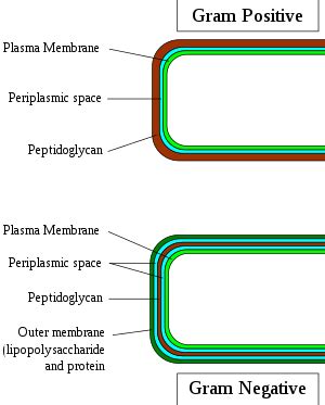 Gram-positive bacteria - Wikipedia