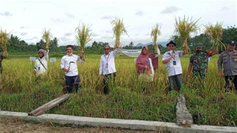 Budidaya Padi Organik Jadi Solusi Pertanian Ramah Lingkungan ...