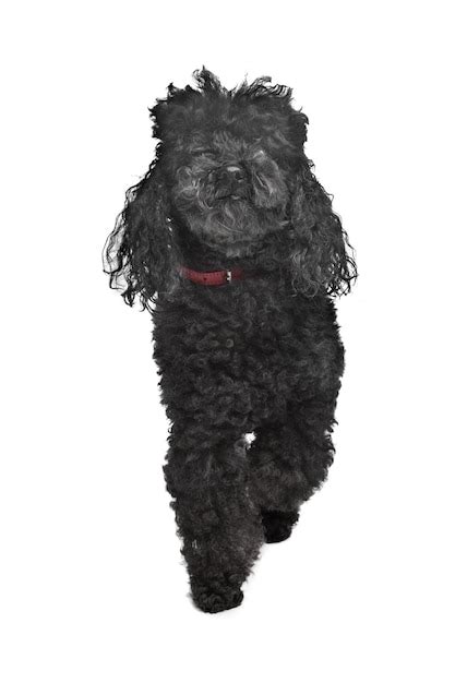 Premium Photo | Black poodle