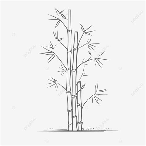 Bamboo Tree Sketched On A White Background Outline Drawing Vector ...