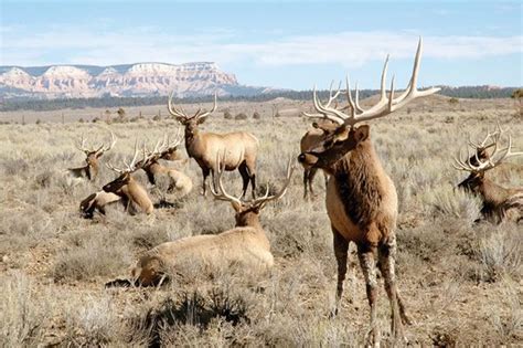 Wildlife in Utah #utah #brycecanyon | Animals, Canyon country, Wildlife