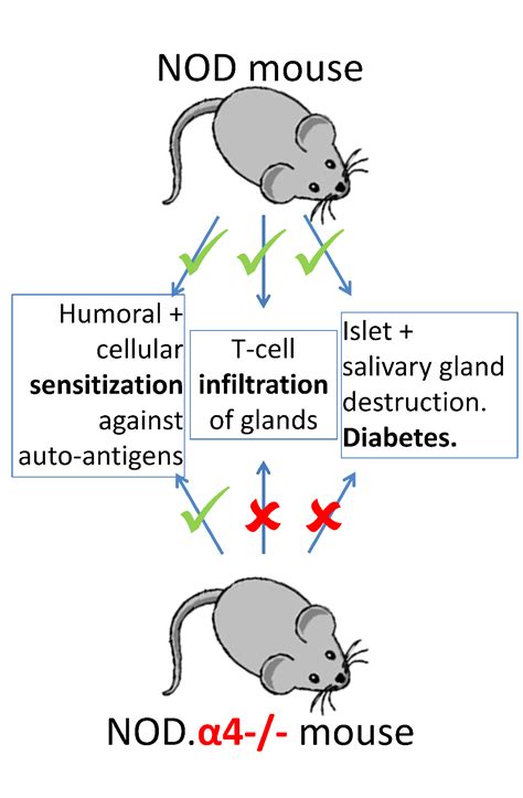 Cells | Free Full-Text | Adaptive Immunity and Pathogenesis of Diabetes ...