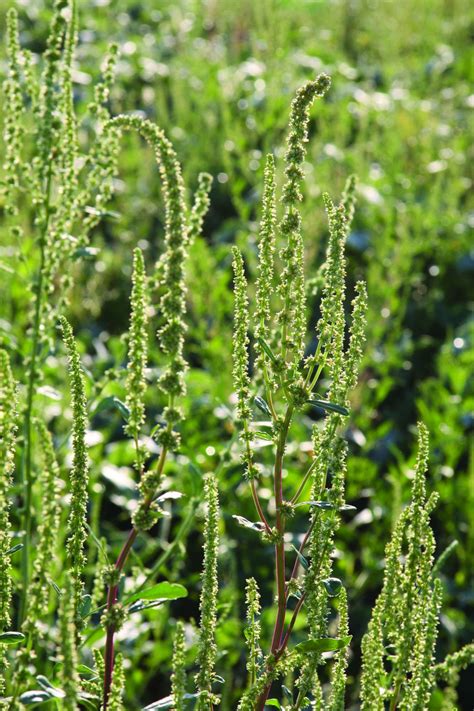 Multiple Herbicide Resistance Found In Illinois Waterhemp - CropLife