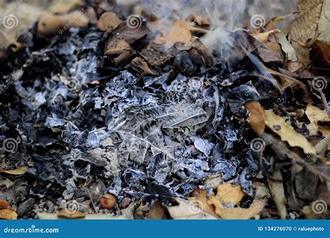 Trash Heap of Dry Leaves are Burned with Fire and Smoke Stock Photo ...