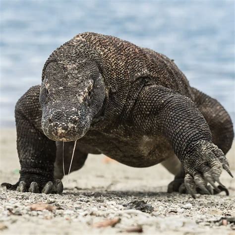 11 Fascinating Komodo Dragon Facts That Will Surprise You - Luxury Tours to See Them - KomodoLuxury