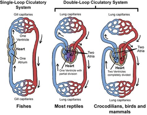 Summary - Animal Respiration