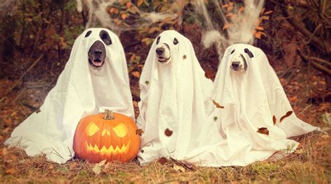 5 DIY dog Halloween costume ideas and safety tips - Sydney Wide Pet Doors