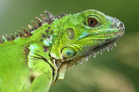 A Detailed Guide to Pet Iguanas (Iguanidae) | Infolific