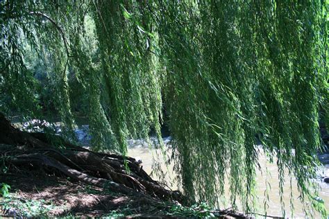 Willow Trees Over River Free Stock Photo - Public Domain Pictures