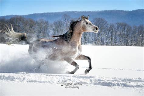 Horse Running in Powder Snow | Snow Horse Photo Prints For Sale