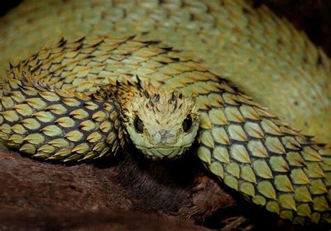 (Atheris hispida LAURENT, 1955) | Viper snake, Cute snake, Cute reptiles