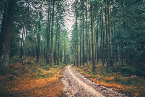 Background Pohon Pinus Tinggi Di Hutan Mistik Dengan Jalan Yang Melewati Musim Gugur Foto Dan ...