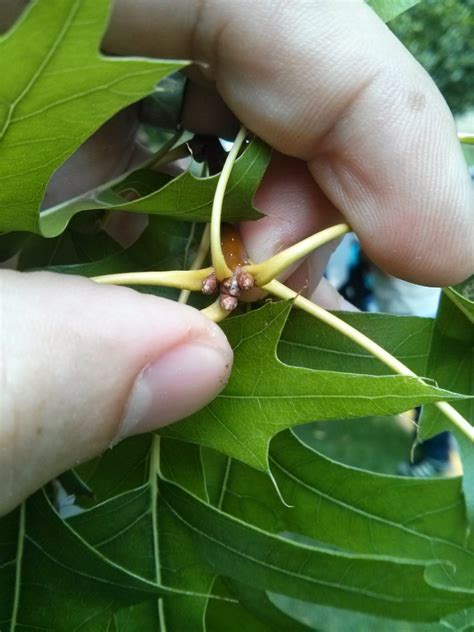 NORTHERN PIN OAK - QUERCUS ELLIPSOIDALIS | The UFOR Nursery & Lab