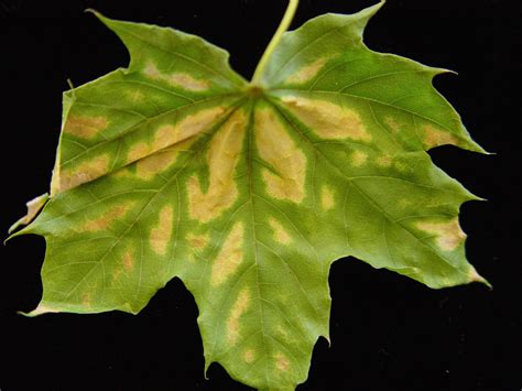 Verticillium Wilt - A Serious Disease of Trees and Shrubs | News