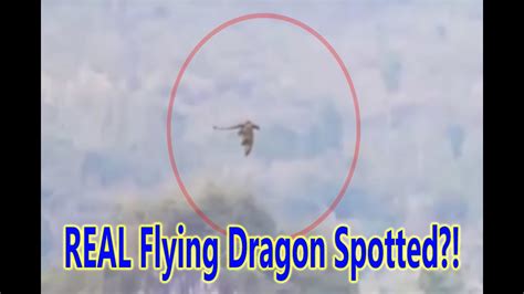 Real Flying Dragon