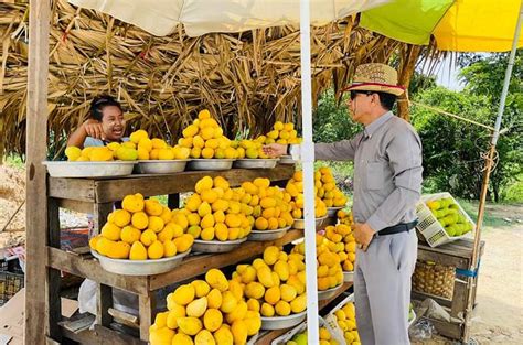 Mango Season In Kanbalu District Ends - Global New Light Of Myanmar