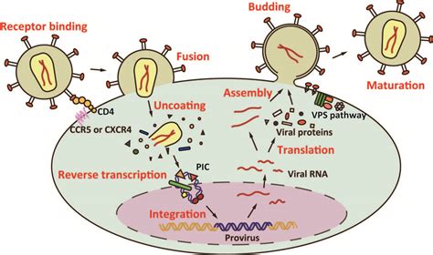 Gene Regulatable Lentiviral Vector System | IntechOpen