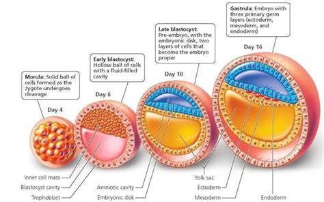 Development throughout Life - Biology of Humans | Cell forms, Germ, Fetal development