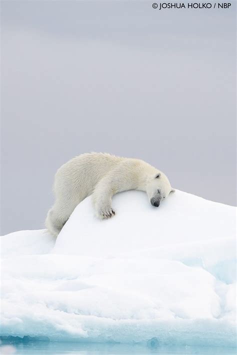 Napping Polar Bear in 2021 | Cute polar bear, Baby polar bears, Polar ...