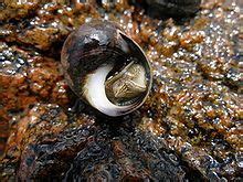 The common periwinkle or winkle, Littorina littorea, is a species of small edible sea snail, a ...