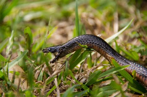 Best Snake Gaiters for Hiking in Australia – EcoTraveller