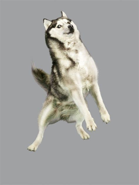 Flying Dogs: They're Amazing (PHOTOS) | Flying dog, Funny, Dog photos