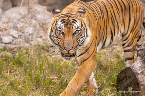 Jacksonville Zoo & Gardens Welcomes Critically Endangered Malayan Tiger ...