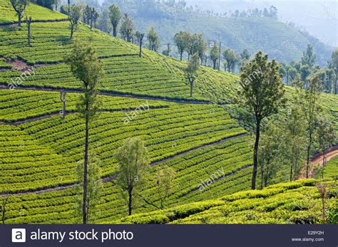 Origin of refreshing Nilgiri tea of South India