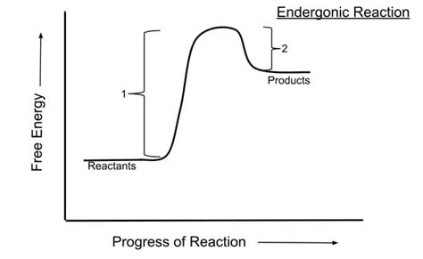 Endergonic Reaction - Definition, Examples and Quiz | Biology Dictionary