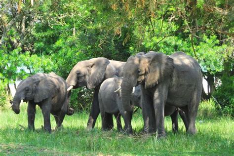 11 Days Uganda Wildlife Safari | Uganda Safari Tours