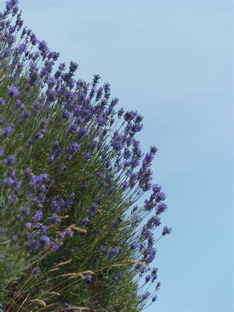 Free Images : tree, sky, flower, purple, spring, crop, flora, wildflower, wild plant, smell ...