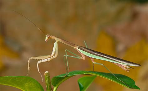 Chinese mantis - Wikipedia