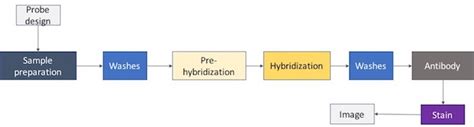 In Situ Hybridization (ISH): Definition, Procedures & Analysis | Study.com