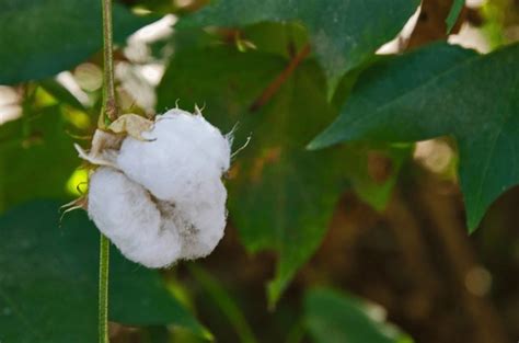 3+ Hundred Cotton Seed Containers Royalty-Free Images, Stock Photos & Pictures | Shutterstock