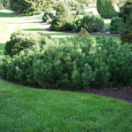 Mugo Pine | Perfect Pine Shrub - PlantingTree