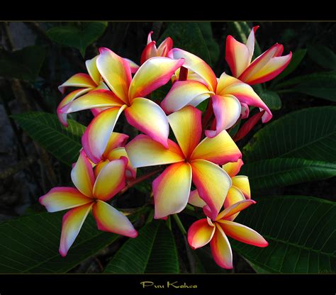 Hawaiian Flowers - The Plumeria Puu Kahea - a photo on Flickriver