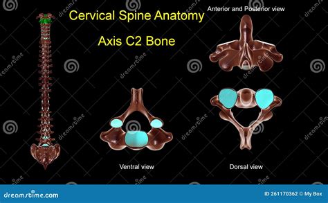 Cervical Spine C 2 Axis Bone Anatomy for Medical Concept 3D ...