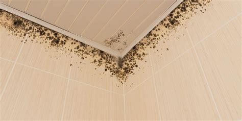 How to Prevent Mold in Bathroom Ceiling - Stories of a House