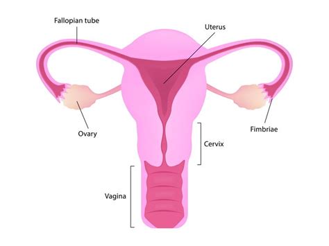 Uterine Cancer Stages and Symptoms