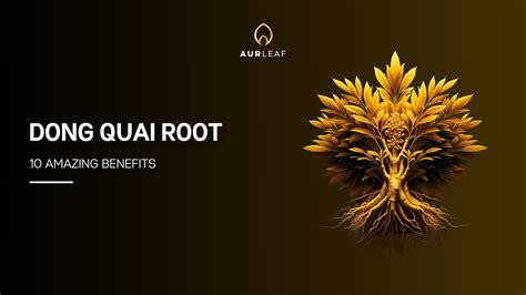 Discover 10 Incredible Benefits of Dong Quai Root