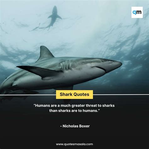 50+ Shark Quotes For Life Motivation | Quotesmasala