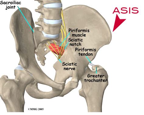 What is my ASIS and where can I feel it on my body? - Blogilates