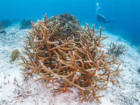 Staghorn Coral, Acropora Cervicornis. Bonaire, Caribbean Netherlands ...