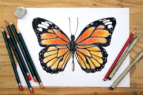 Monarch Butterfly Drawing Tutorial - education