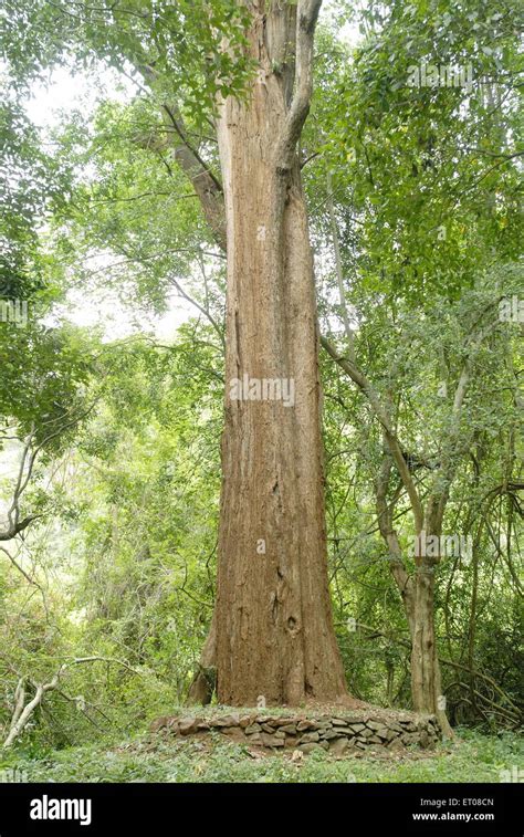 7 meter girth largest rose wood tree in Yanaipallam near Pillor Dam of ...