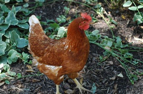 10 Small Chicken Breeds Great For Mini Backyard Area | The Poultry Guide