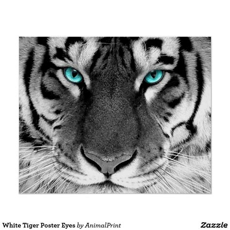 White Tiger Poster Eyes | Zazzle | Tiger poster, White tiger, Tiger ...