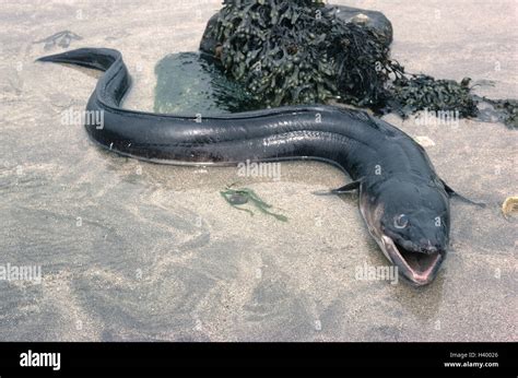 Beach, conger eel, Conger conger fish, eels, eel, sea eel, conger Stock ...